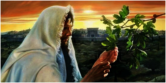 fig tree cursed